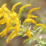 goldenrods